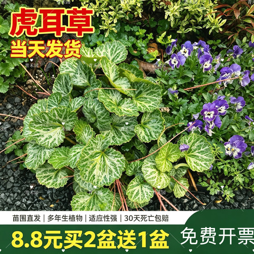 虎耳草金丝荷叶庭院假山花卉绿植