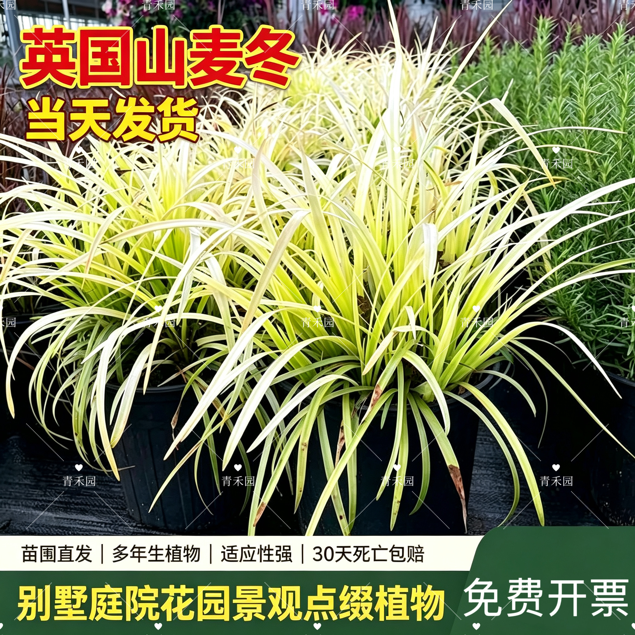 英国山麦冬耐寒耐热常绿观叶植物