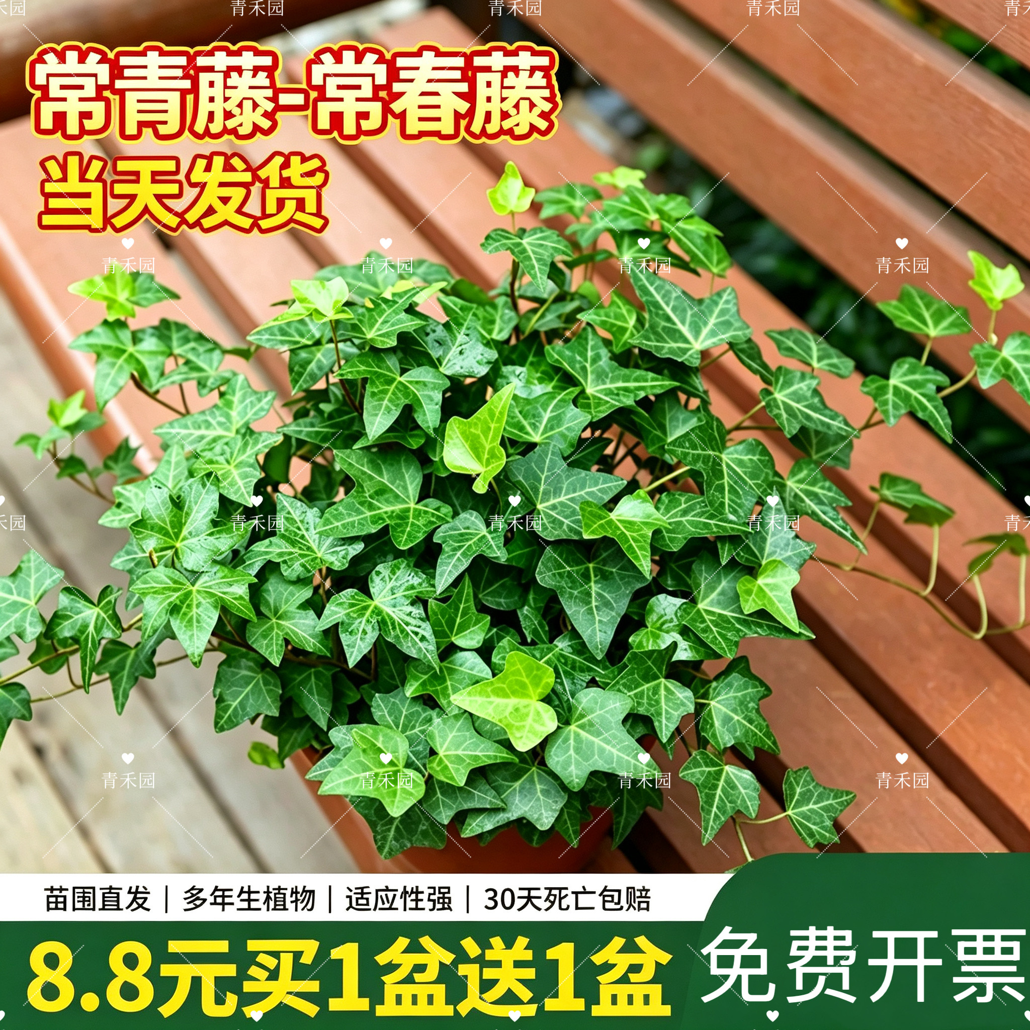 常春藤室内净化空气垂吊常绿植物