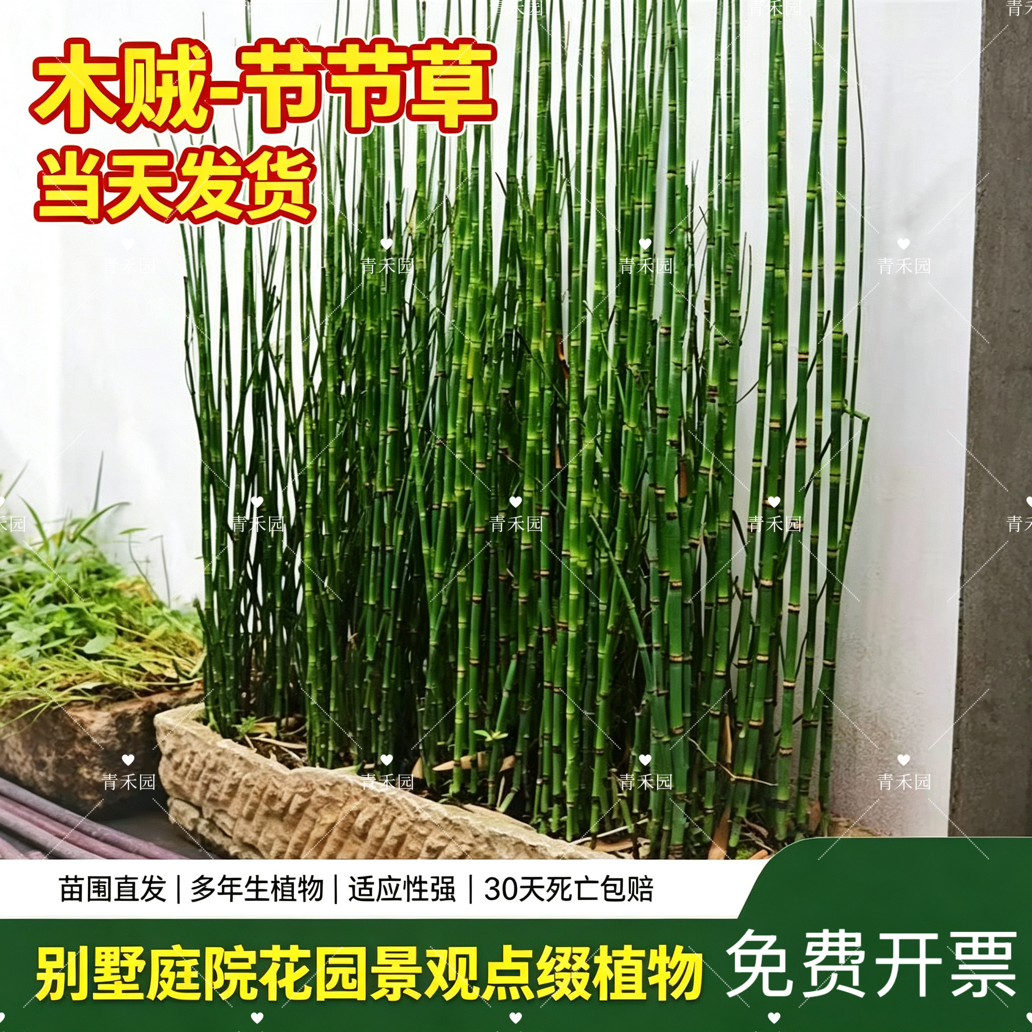 木贼盆栽四季常青耐寒喜光