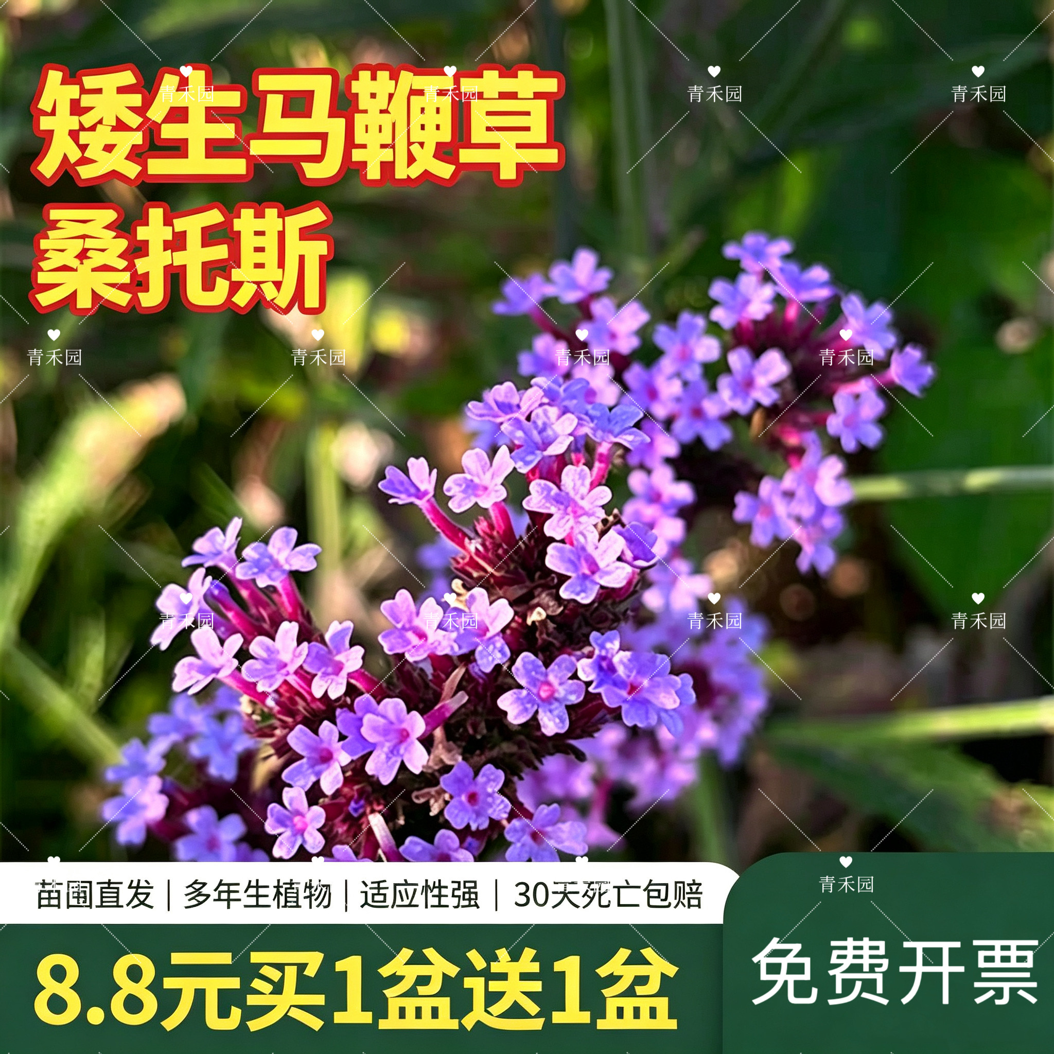 青禾园马鞭草盆栽耐寒耐旱好养