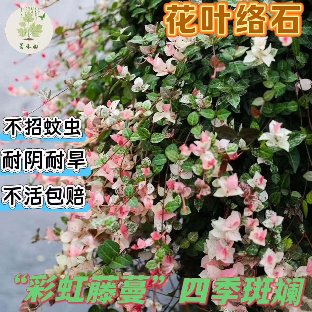 花叶络石花苗盆栽彩叶络石吊兰四季垂吊耐热耐寒植物庭院绿植花卉