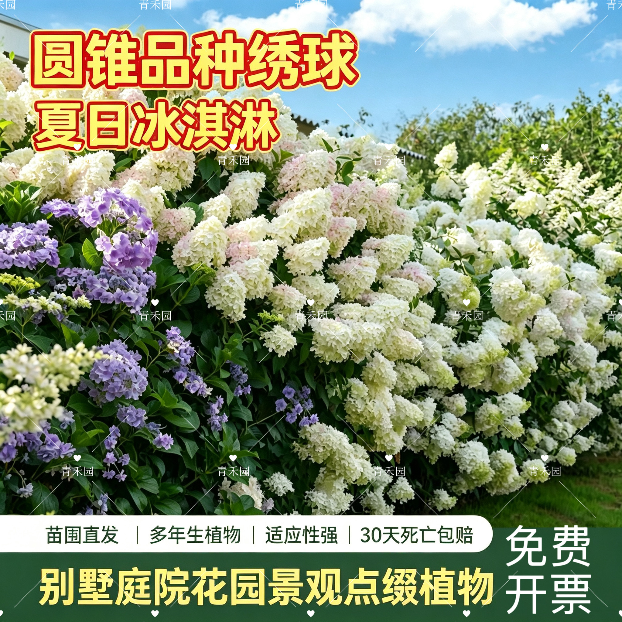圆锥绣球石灰灯耐寒大苗盆栽