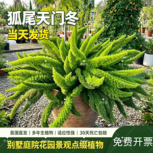 狐尾天门冬盆栽苗阳台庭院绿植
