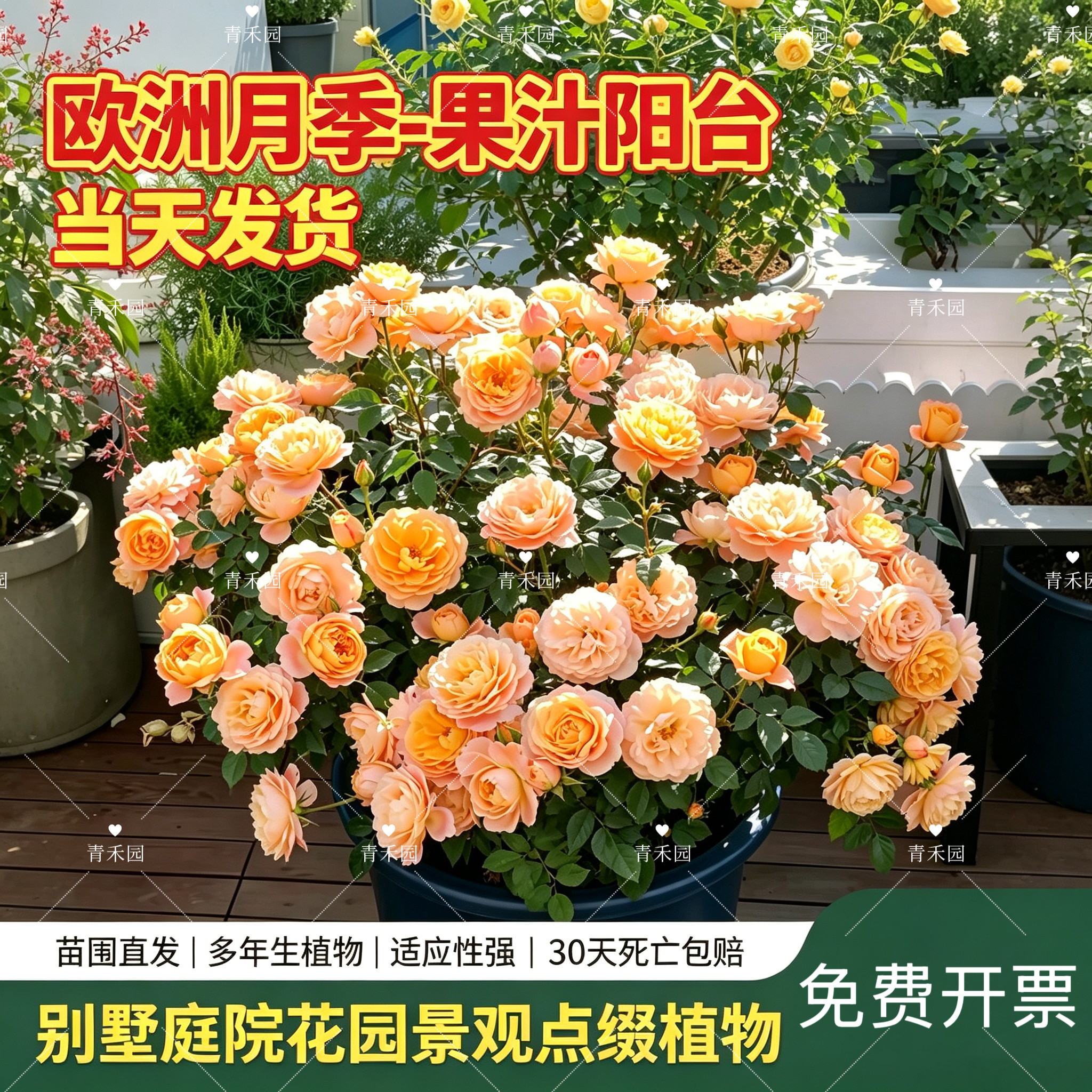 青禾园果汁阳台欧月季耐寒耐旱