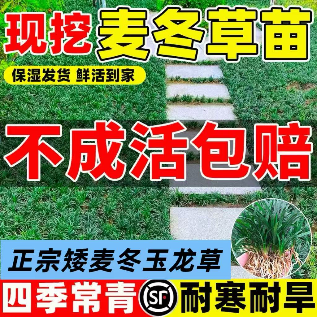 日本矮麦冬草玉龙草庭院草坪
