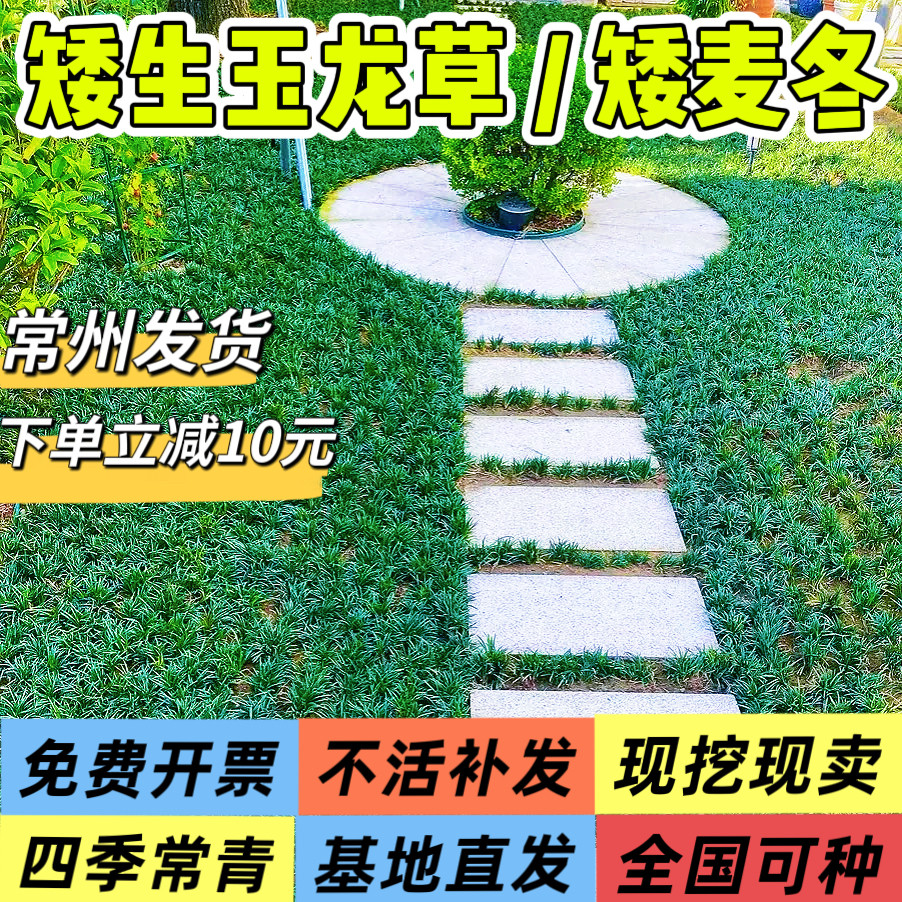 庭院别墅耐寒耐旱四季常青麦冬