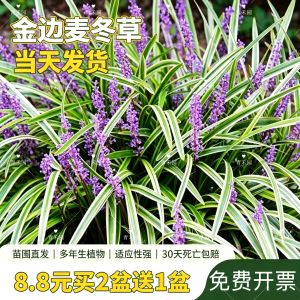 金边麦冬花园花镜多年生耐阴常