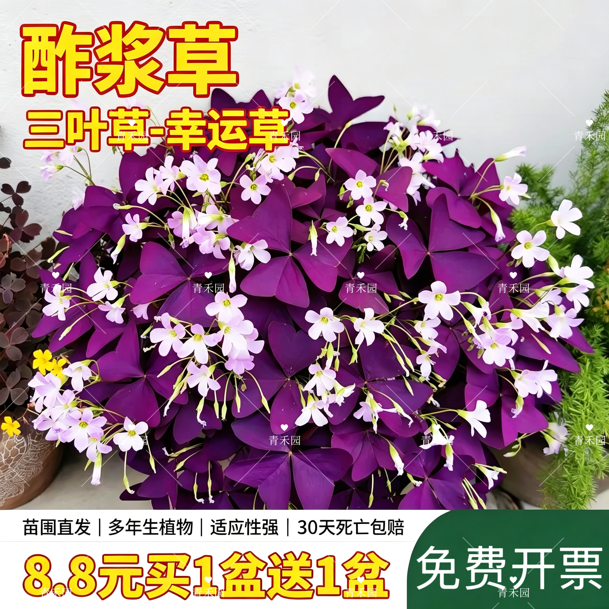 青禾园酢浆草盆栽耐寒耐旱好养