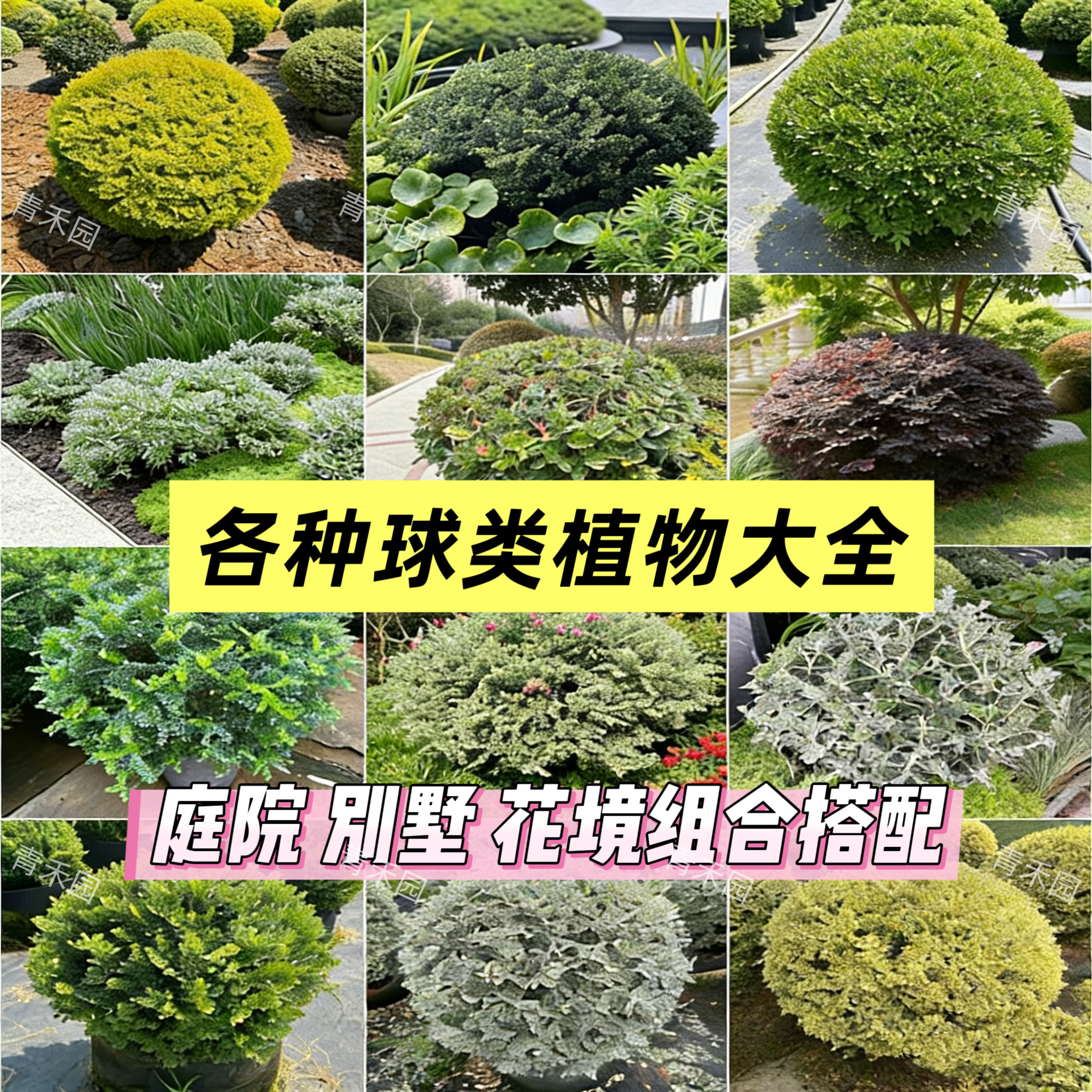 球类盆栽庭院花园绿植观赏点缀花