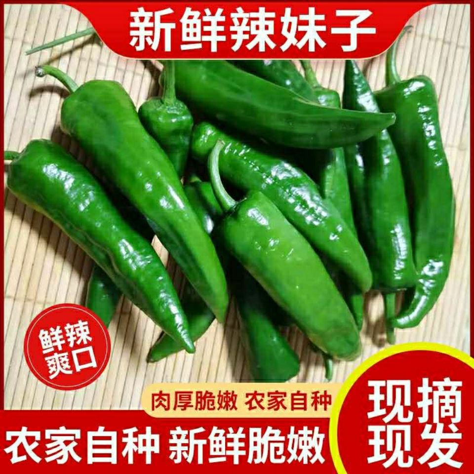 特辣辣椒新鲜辣妹子青椒超辣螺丝小米农家菜朝天皮薄辣椒尖椒5斤