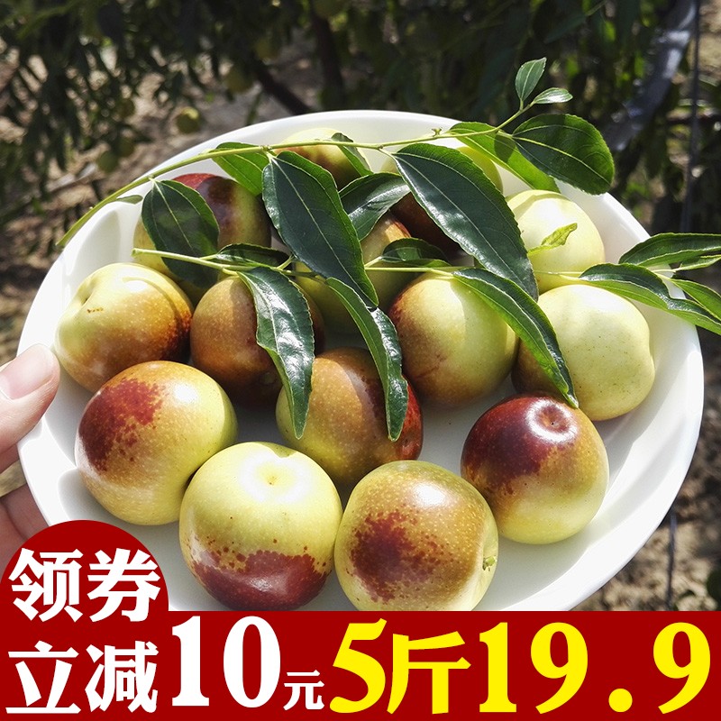 沾化冬枣新鲜5斤孕妇水果预售包邮山东当季脆甜大枣青枣鲜枣枣子