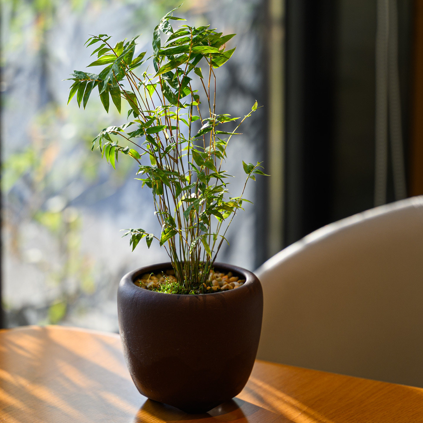 Mofacoco米竹凤尾庭院小盆景耐阴好养活绿植物礼紫砂花盆栽好发货,鲜花速递/花卉仿真/绿植园艺,绿植,淘宝优惠券,粉丝福利购,淘宝优惠卷