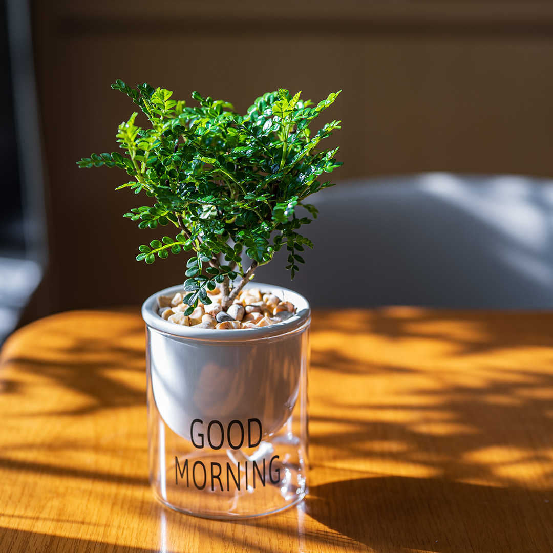 玻璃自吸水盆胡椒木小盆栽办公室绿植物清香员工礼物净化空气