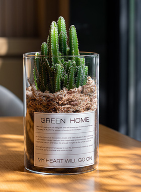 Mofacoco仙人掌万重山多肉绿植物桌面办公室内仙人球阳台耐旱好养