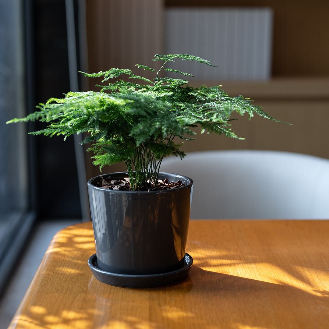 北欧简约风文竹盆栽植物室内盆景客厅办公室桌面绿植好云