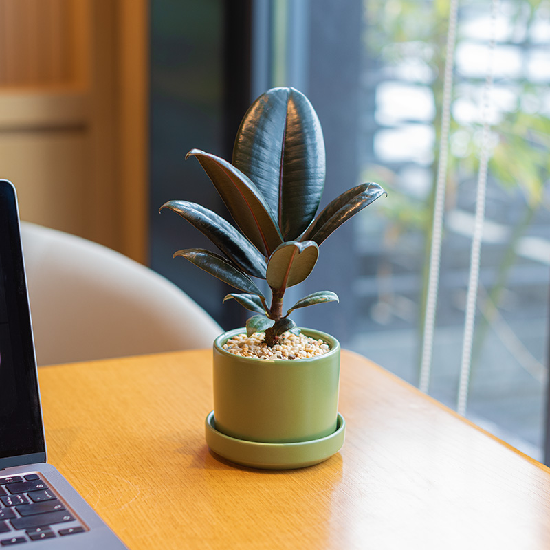 黑金刚橡皮树窗台办公桌吸附灰尘