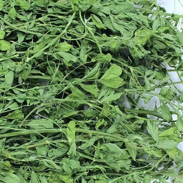 26年新草精品烘干紫花苜蓿草 龙猫兔子荷兰猪干草 兔草