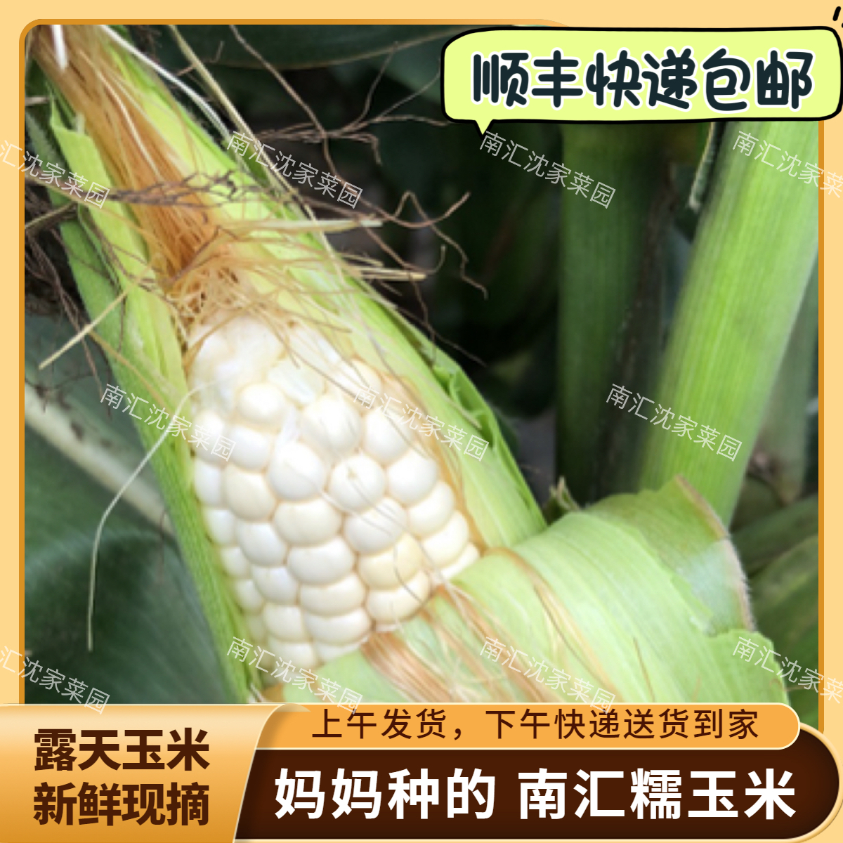 【露天头茬】上海南汇本地糯玉米