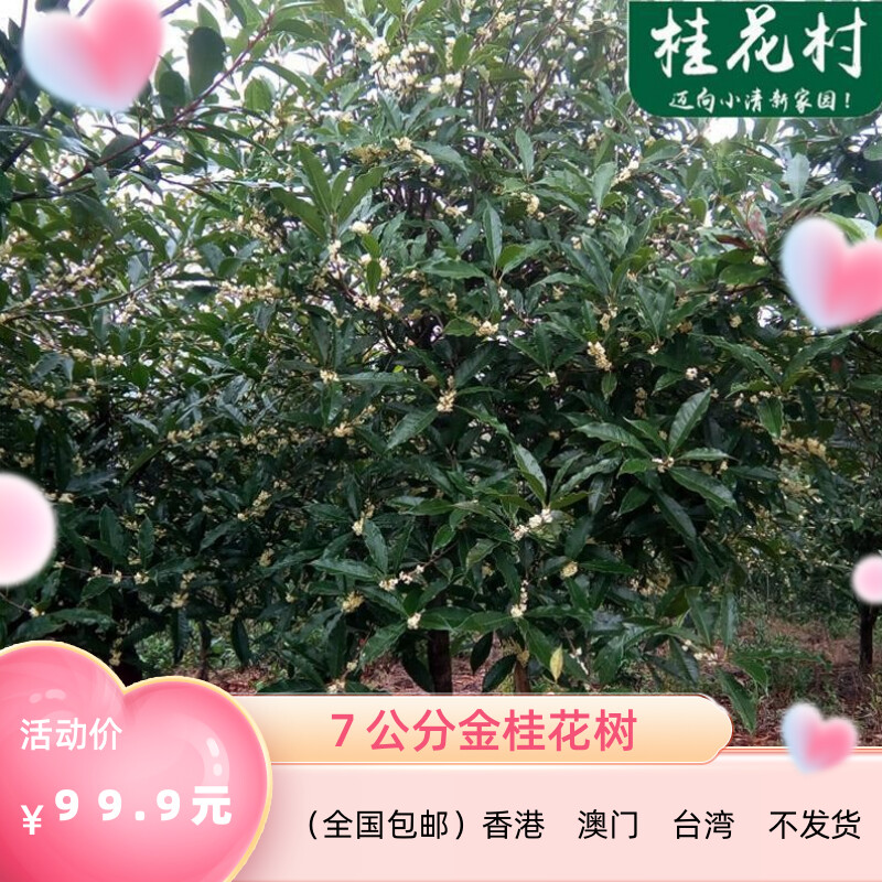 黄金桂花树简介 正宗图片