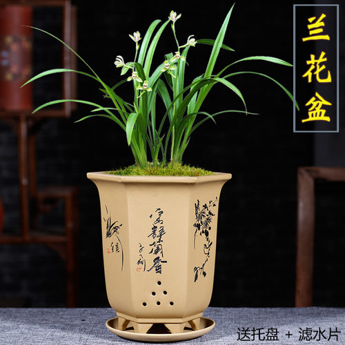 宜兴紫砂花盆带托盘兰花盆家用花盆君子兰花盆兰花专用盆特价清仓 - 封面