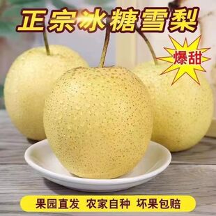 河北雪梨正宗雪花梨新鲜水果赵县冰糖雪梨当季水果雪梨孕妇水果