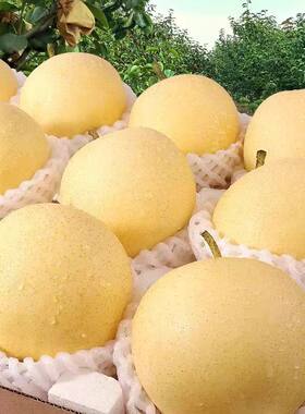 新鲜水果皇冠梨脆甜黄冠梨河北正宗皇冠梨水果梨子非雪梨砀山梨