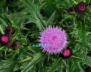 中药材大蓟根大蓟根干 野芥菜根虎蓟刺蓟 干品货也可以定新鲜