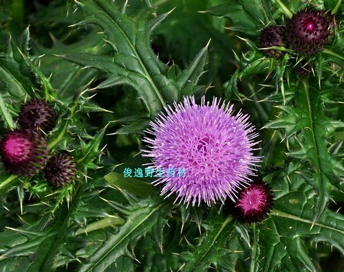 中药材大蓟根大蓟根干 野芥菜根虎蓟刺蓟 干品货也可以定新鲜