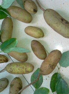 药材预知子 圣知子、仙沼子八月炸、八月扎 野香蕉.切片干品500克