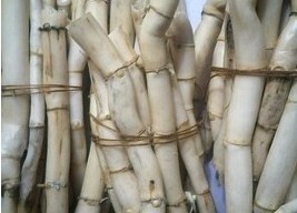 正品中草药芦根 茅根 苇根、芦头 芦菇根、苇子根草 干品500克