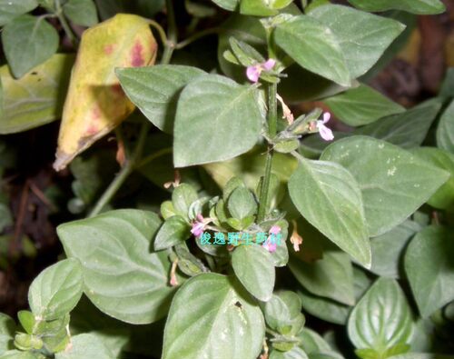 草药狗肝菜 六角英 猪肝菜/路边青 少年红 羊肝菜 切好干品500克