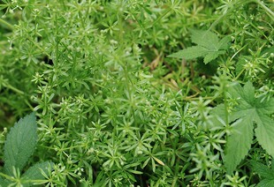 中药材猪殃殃 八仙草 拉拉藤 细叶茜草 小禾镰草 干品