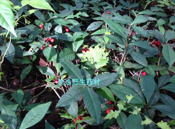 正品中草药小叶不出林 矮地菜矮茶风矮脚樟平地木地青杠干品500克