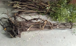 纯正中药材南天竹 土甘草/土黄连 / 整根或手工切片500克