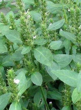 纯正中草药材爵床 爵床草 小青草 正品草药干品货 500克