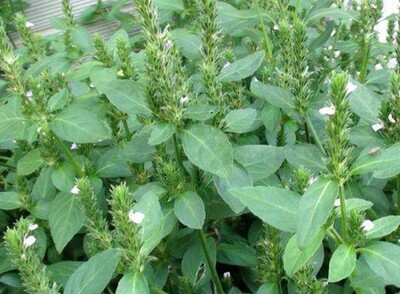 纯正中草药材爵床 爵床草 小青草 正品草药干品货 500克