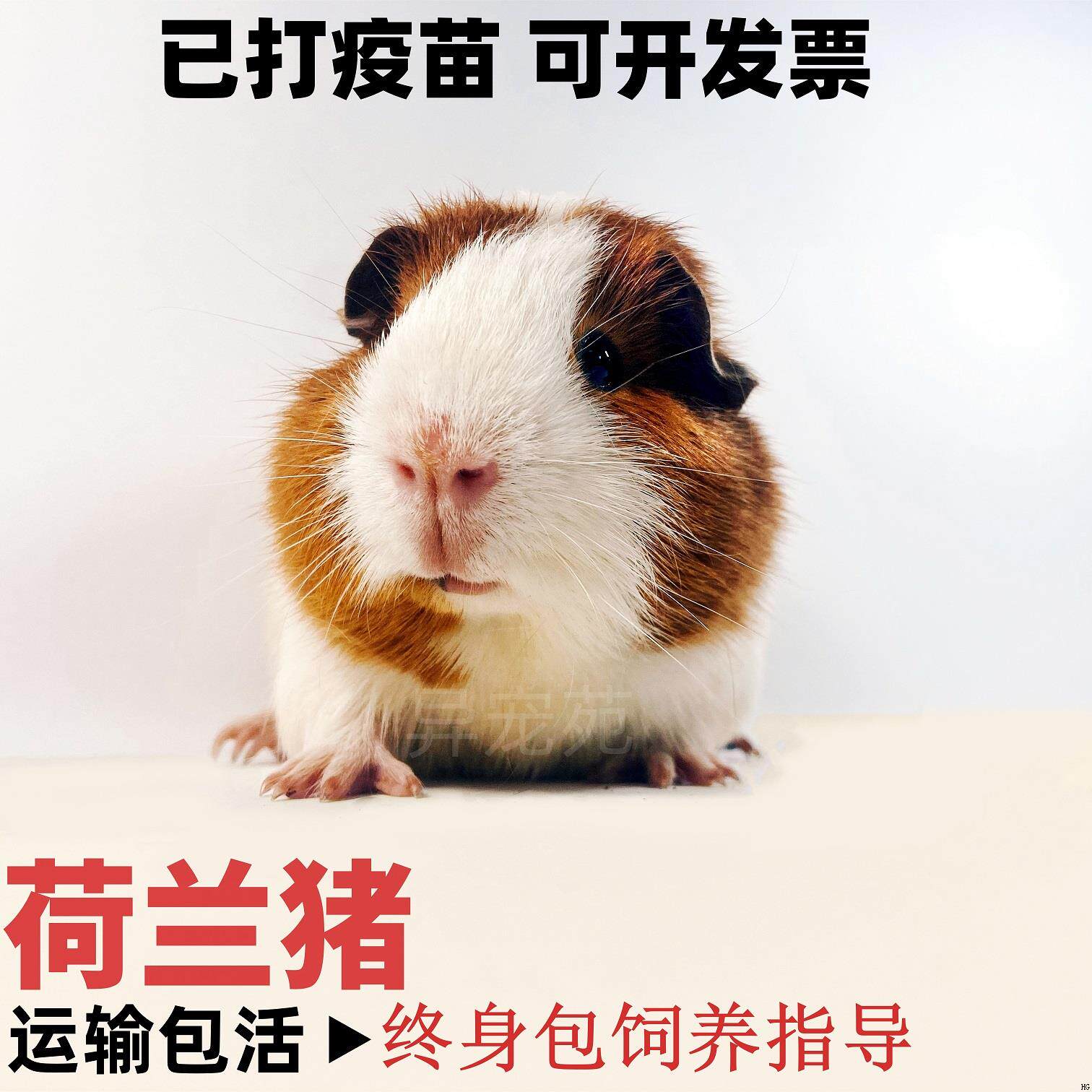 荷兰猪活物已打疫苗温顺宠物豚鼠活体天竺鼠活物卡皮巴拉兔子