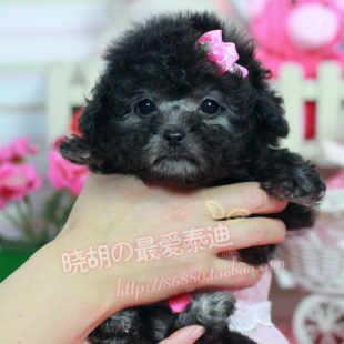 袖 微小型 纯种 珍狗F357 灰色泰迪犬 活体宠物狗狗 幼犬 晓胡