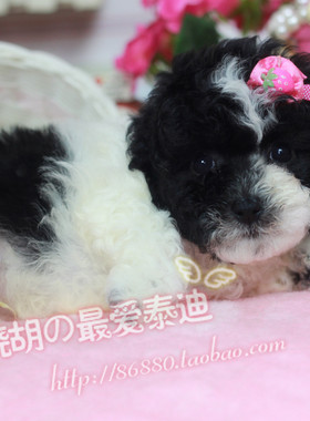 贵宾纯种出售幼犬