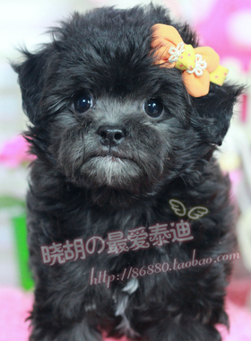 【小胡】宠物狗泰迪 幼犬出售 灰色泰迪犬  宠物活狗 小型犬F366#