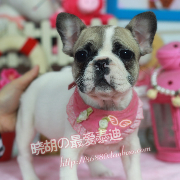 【小胡】纯种法国斗牛犬幼犬出售 琥珀色斗牛犬 苹果头大眼睛狗狗