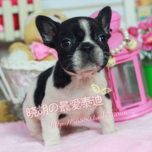 幼犬出售 精品黑白花法国斗牛犬 宠物狗 小胡 奶牛花斗牛犬母