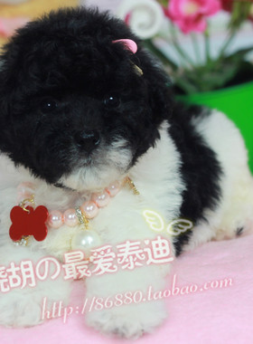 小狗灰白花色宠物活体纯种泰迪犬
