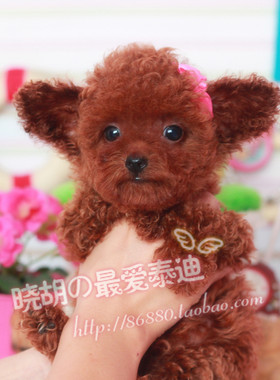 纯种出售小型茶杯犬
