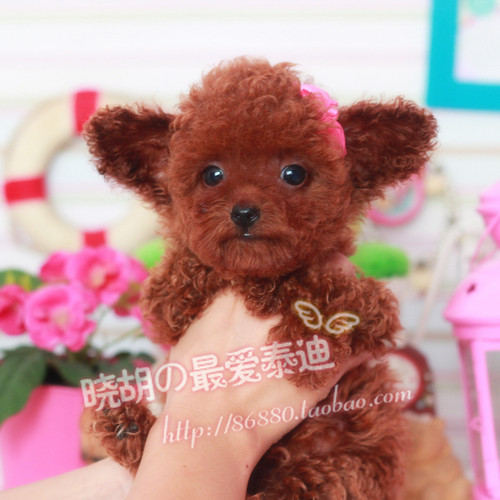纯种出售小型茶杯犬