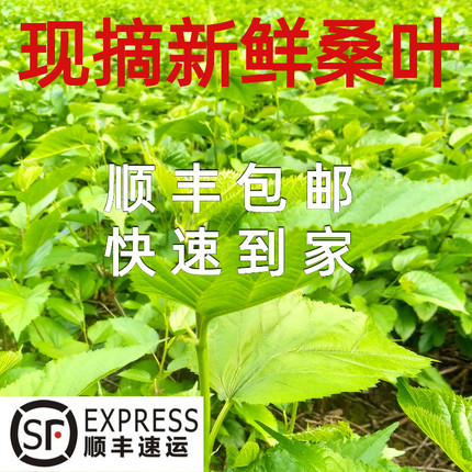 顺丰桑叶新鲜大小蚕宝宝食用天然养蚕桑树叶活蚕吃包邮现摘嫩蚕叶