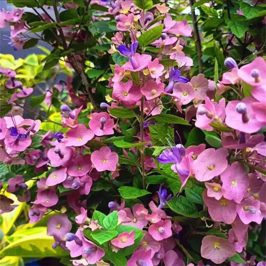 当年开花庭院盆栽塔希提帽子花粉苞冬红喜阳耐热室外木本花卉绿植