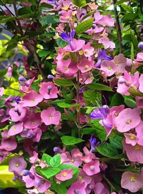 粉苞东红阳台庭院盆栽塔希提帽子花粉苞冬红喜阳耐热木本花卉绿植