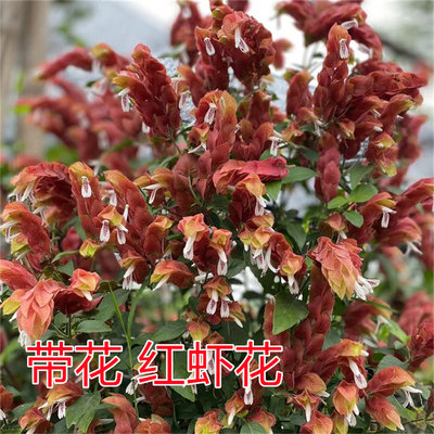 阳台盆栽虾衣花红虾花苗四季开花